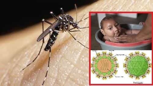 Muỗi Aedes Aegypti gây bệnh Zika