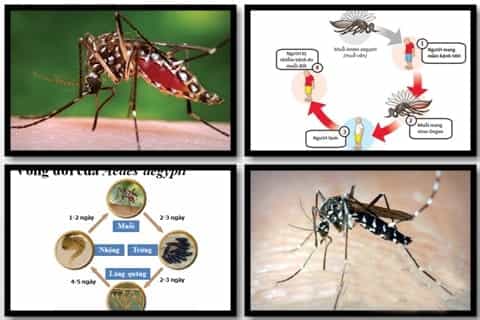 sốt xuất huyết Dengue